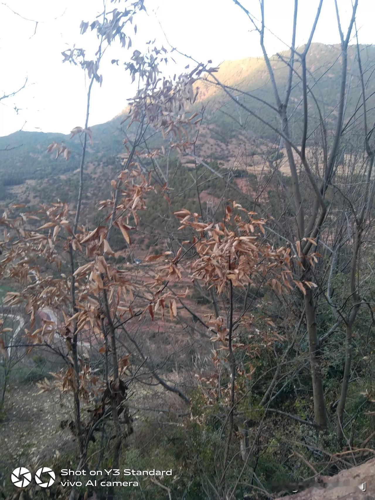 翻山越岭，看故乡，我的家乡，五百年都沒有的，人口六百多，也前两个队，我们上队全部