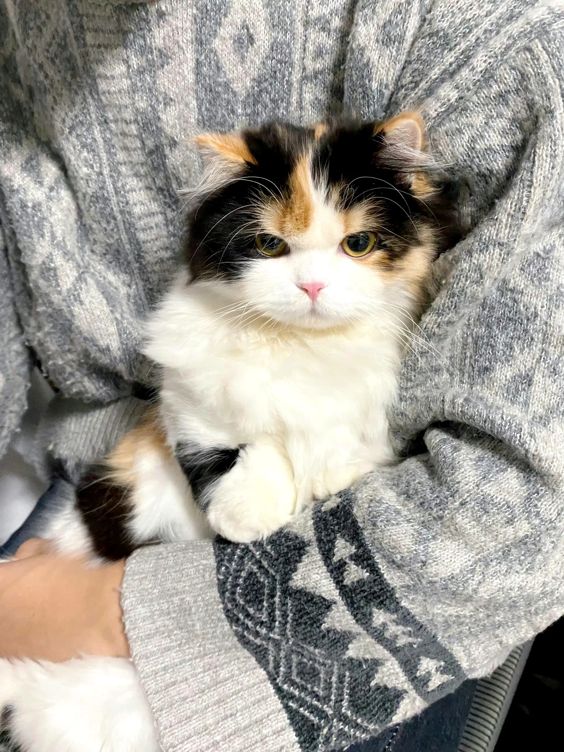 高冷小猫，好漂亮啊！