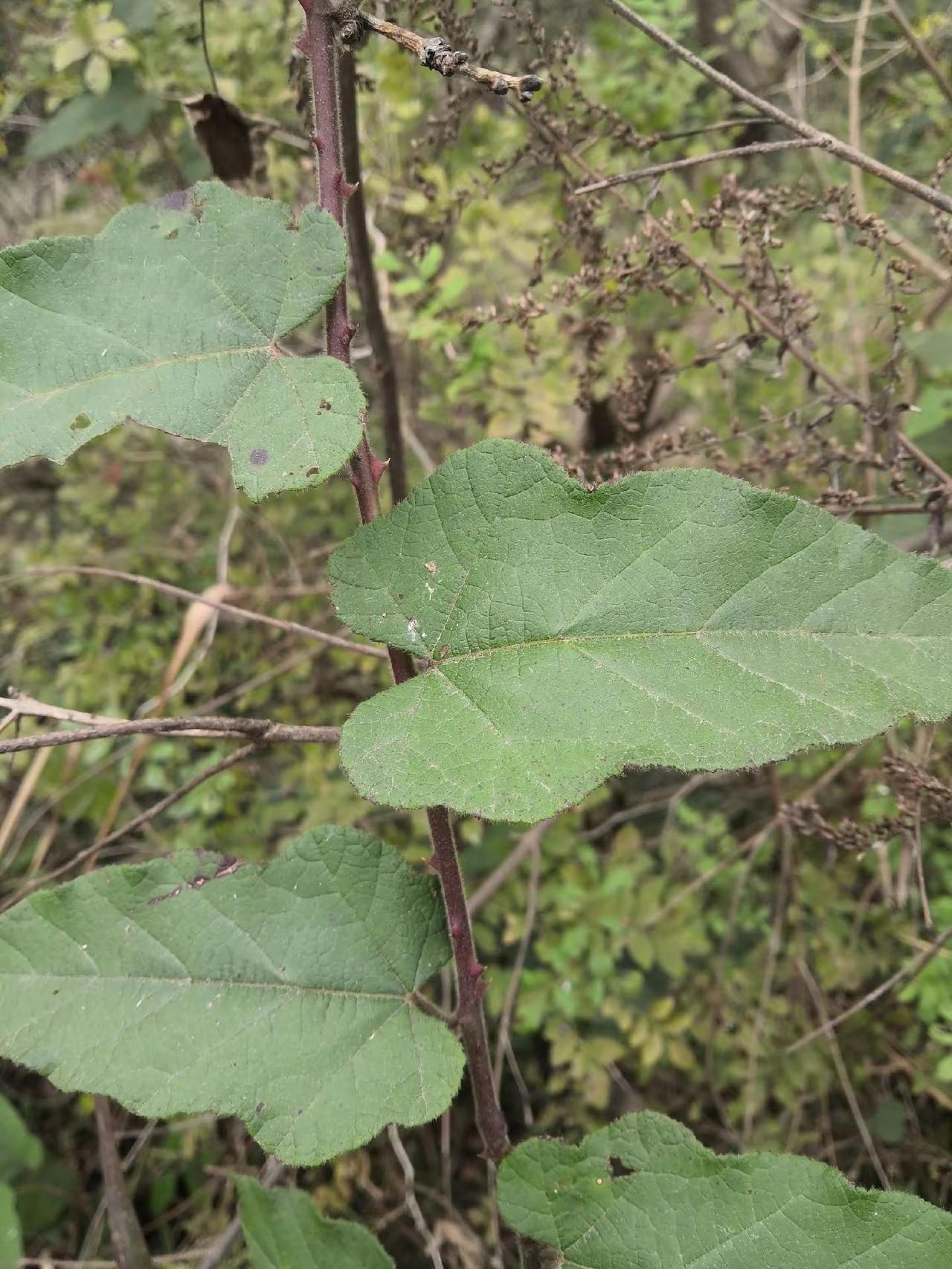 大自然的美丽馈赠，冯店镇农村，美丽的山间景色，迷人的藤科植物，很美的农村画面