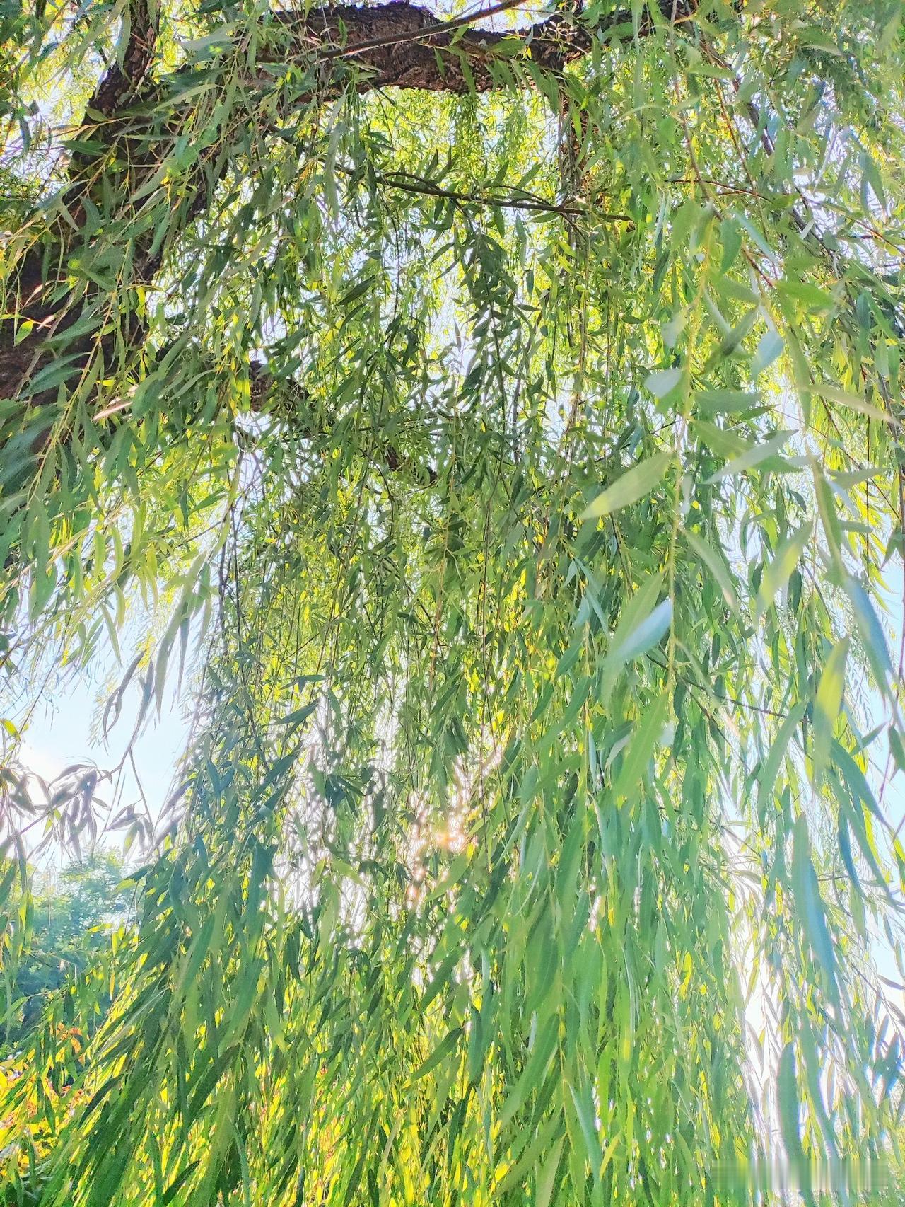 一、猪皮完整预处理（去油去腥，无腥味不腻）
 
步骤1：初步刮洗
 
1. 猪皮
