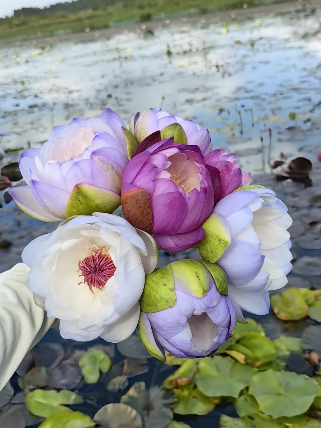 一束小精品澳洲睡莲鲜切花 冬天真是个美好
