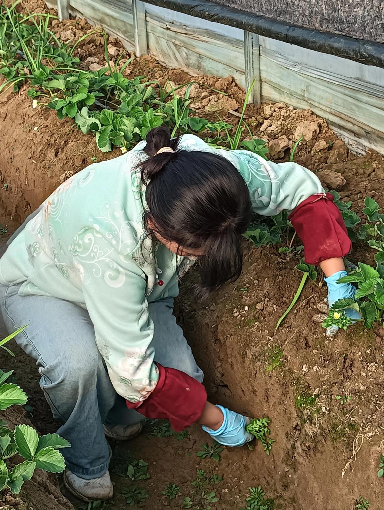 工人用心良苦，草莓采摘极品