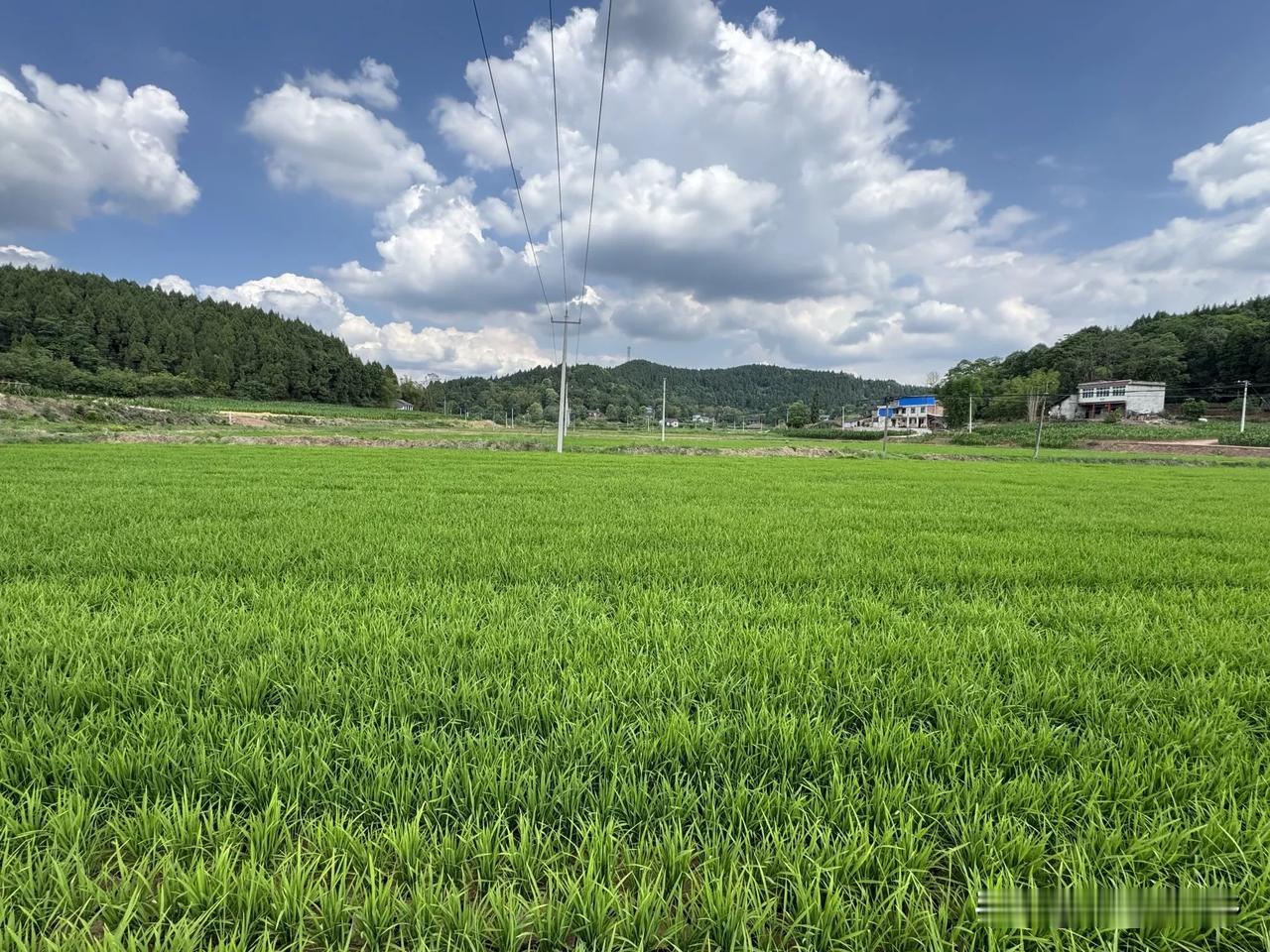 缺水年份，栽老秧，怎么做才有产量？
  这一段时间四川部分区域还在栽秧，尤其是端