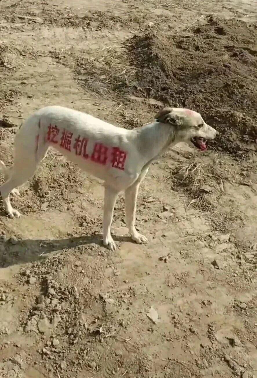 这种广告真直接又搞笑。网友热评：

“好 太好了，脑子不用思考的程度。”

“好