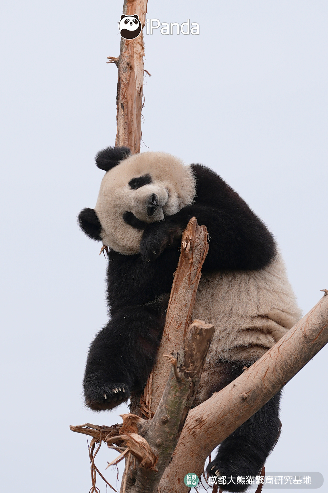 【大熊猫的治愈从早安开始🌟】🐼发言熊：“金豆”名熊名言：允许自己偶尔的“歪头