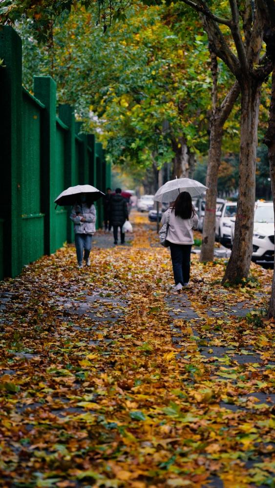 秋雨·落叶🍂
#秋色记录# #我的秋日摄影# #秋天的摄影季节# #秋日生活打