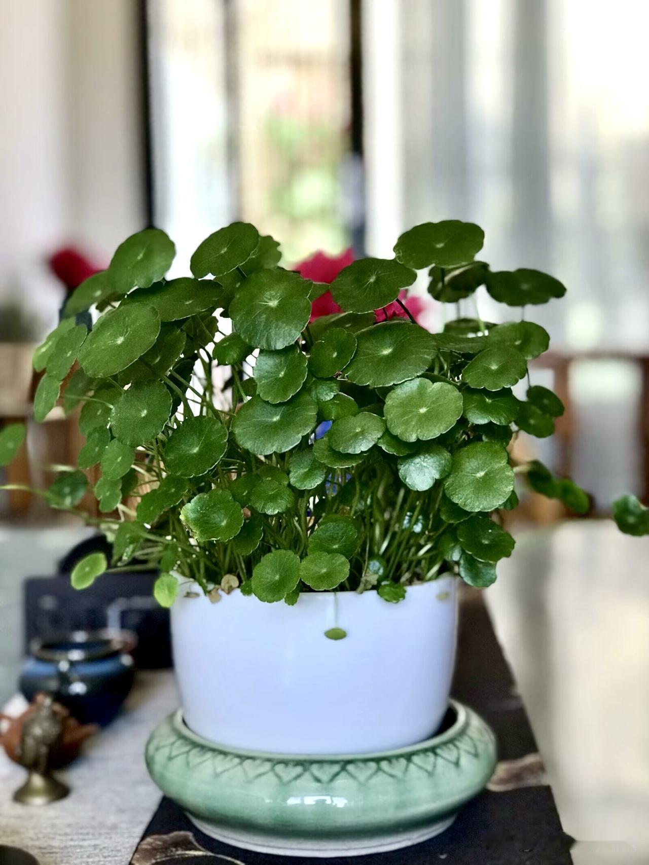 没想到，在郊外随手摘的一株铜钱草，如今已郁郁葱葱。

夏天，我和先生到郊区游玩，