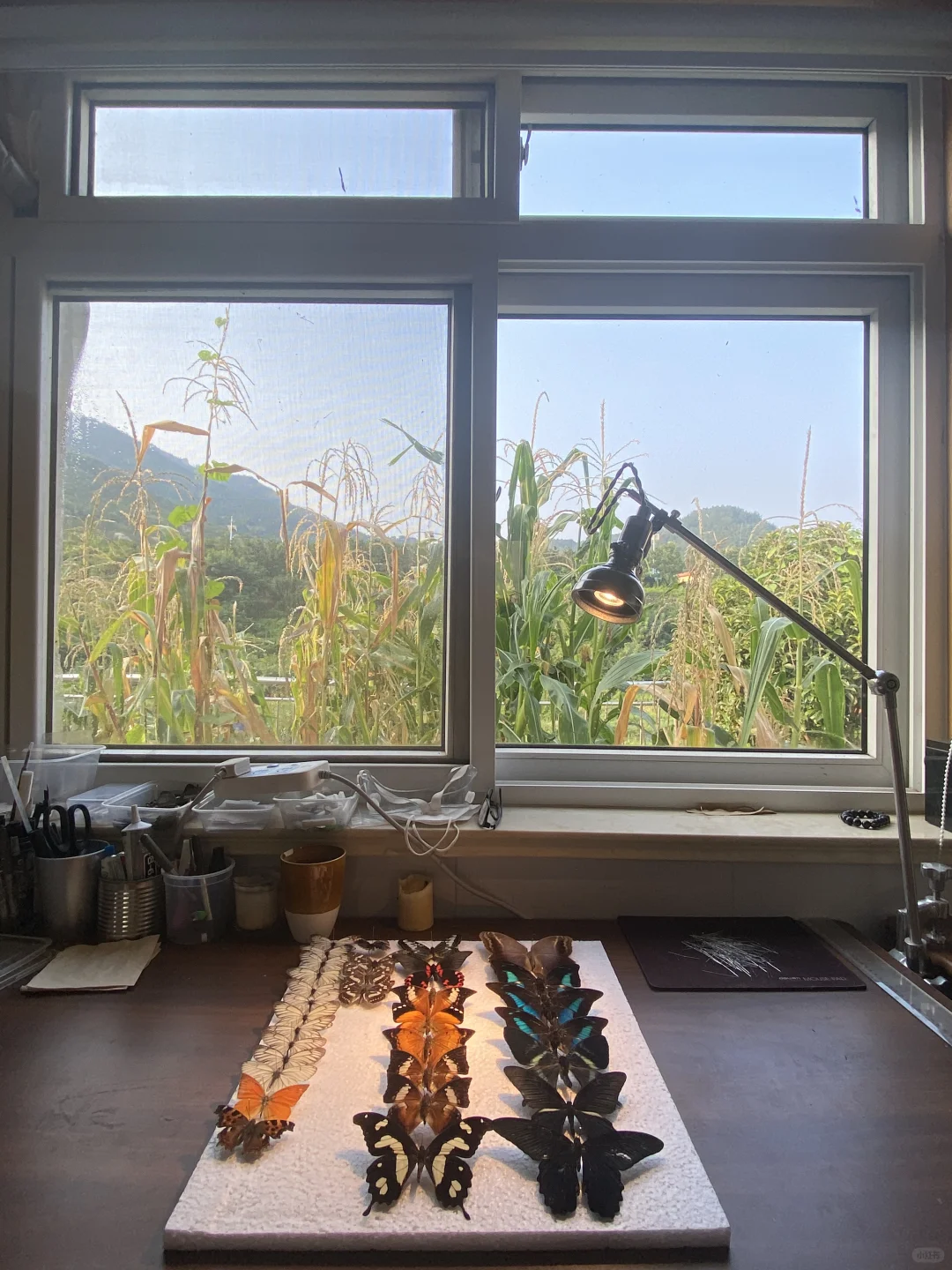 我生活在我喜欢的大山里，我做着自己喜欢的事。 窗外是我在院子里种的玉米哦。