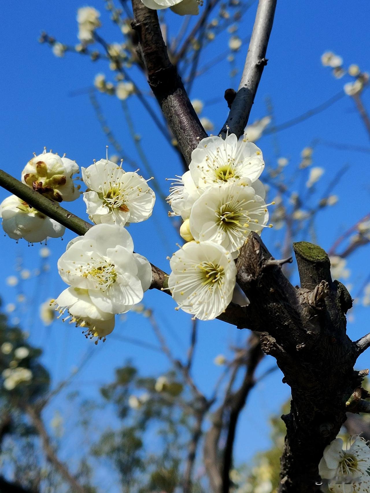 梅花香自苦寒来，雪满山林又一年
 
 #🌸冬天的梅花# #腊梅已经开喽# #梅