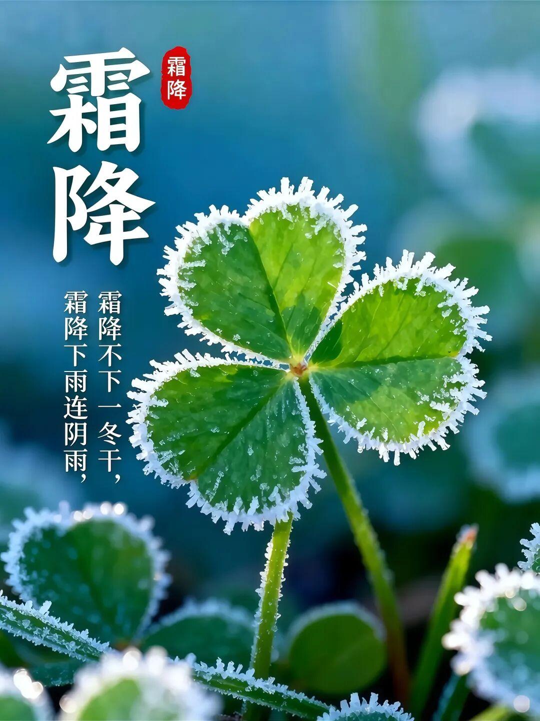 【霜降】霜降是秋天的句点，却也是冬天的序章，所有的等待，都在为下一场美好铺垫。