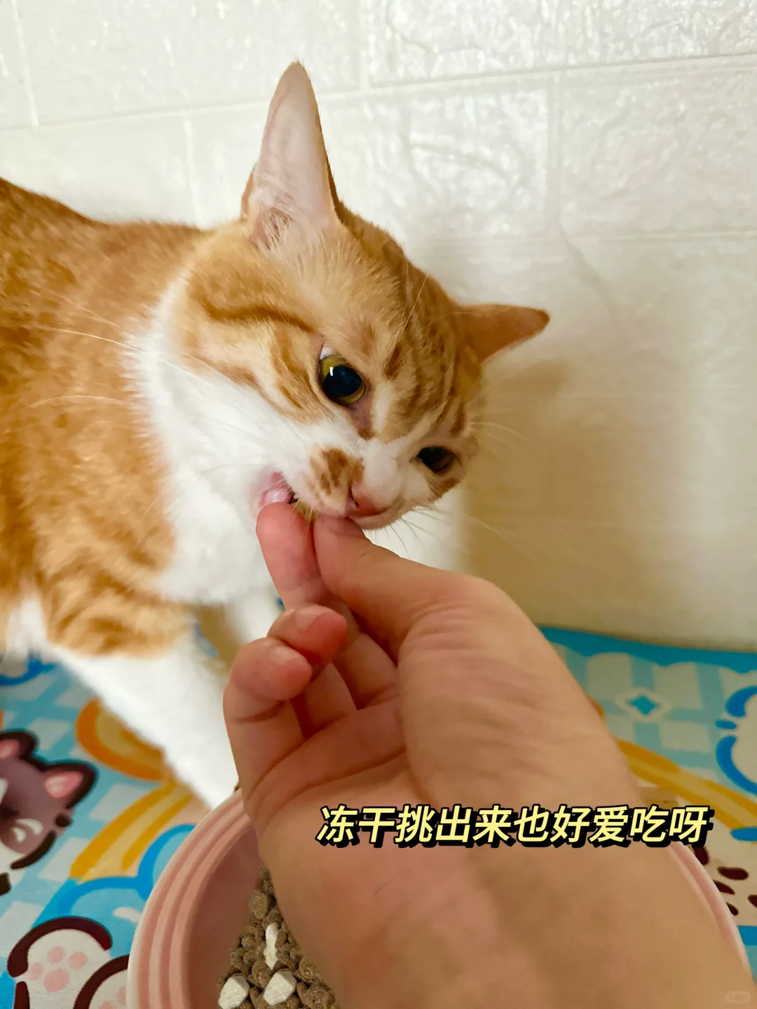 我给我家猫换了醇粹猫粮的这款黑标