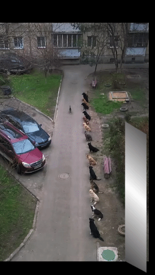 让你见识一下什么是猫界丧彪，
这么一小只，竟然统领15条大狗！
个个都对它点头哈