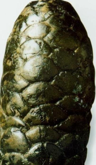 1973年，宁夏一对年轻的夫妻，天没亮就出门赶集，走在前方的丈夫突然听到一声惨叫