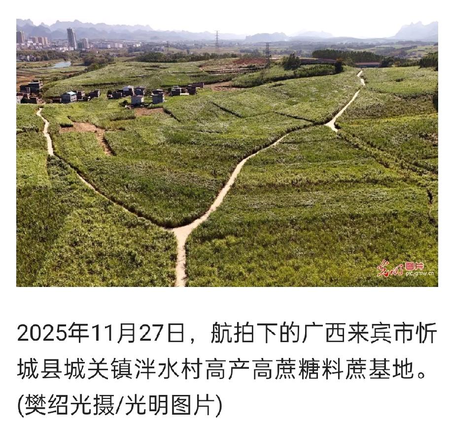 【全国每三根甘蔗两根产自广西！海南阿哥，咱们吃的糖全靠隔壁老表？】都说生活苦了吃