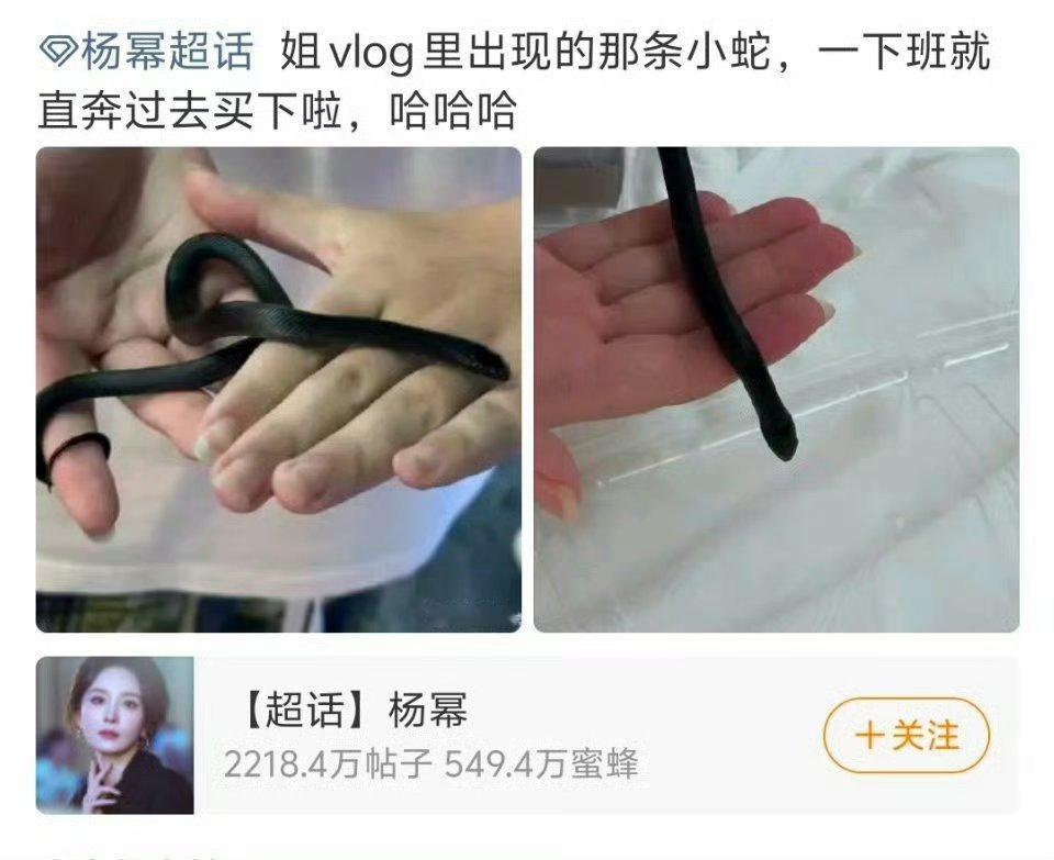 粉丝买了杨幂摸过的蛇勇敢的人，我是不敢杨幂
