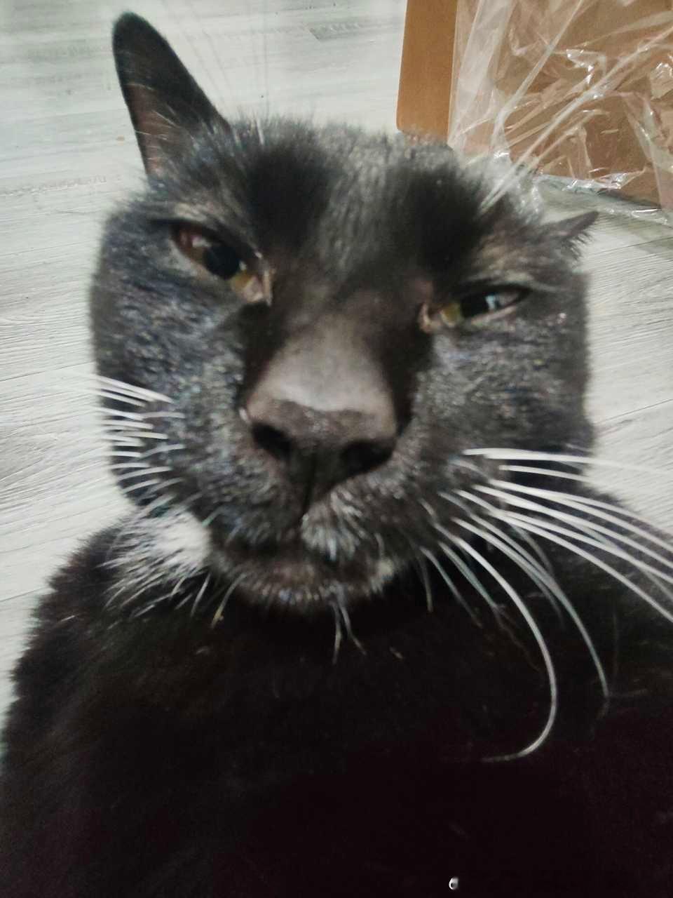 49655【丑猫】黑猫是不是都这样子 