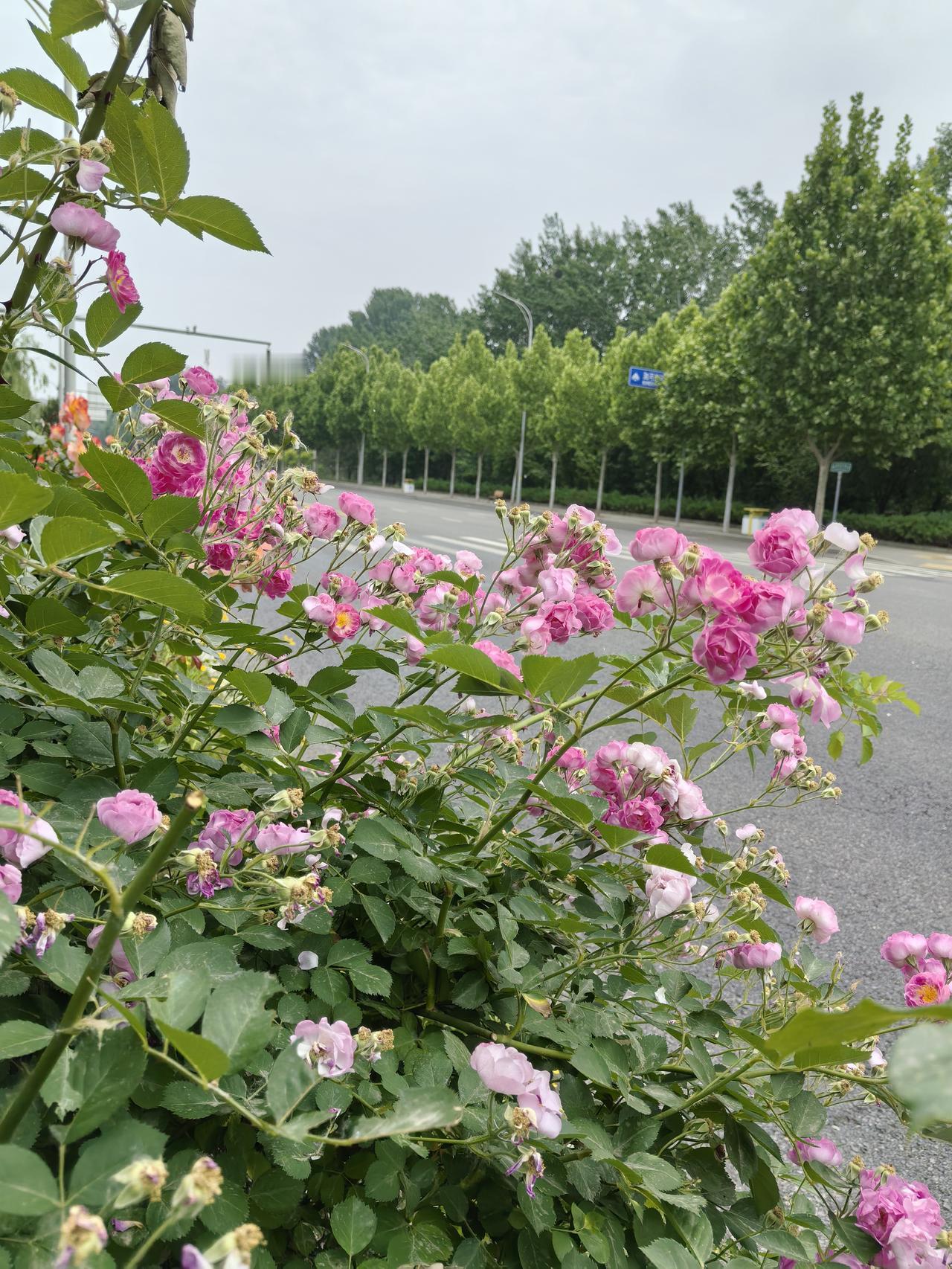 平谷巡河路
平谷有个洳河洳河边有一条路叫巡河路，五月的巡河路鲜花灿烂，这座城市因