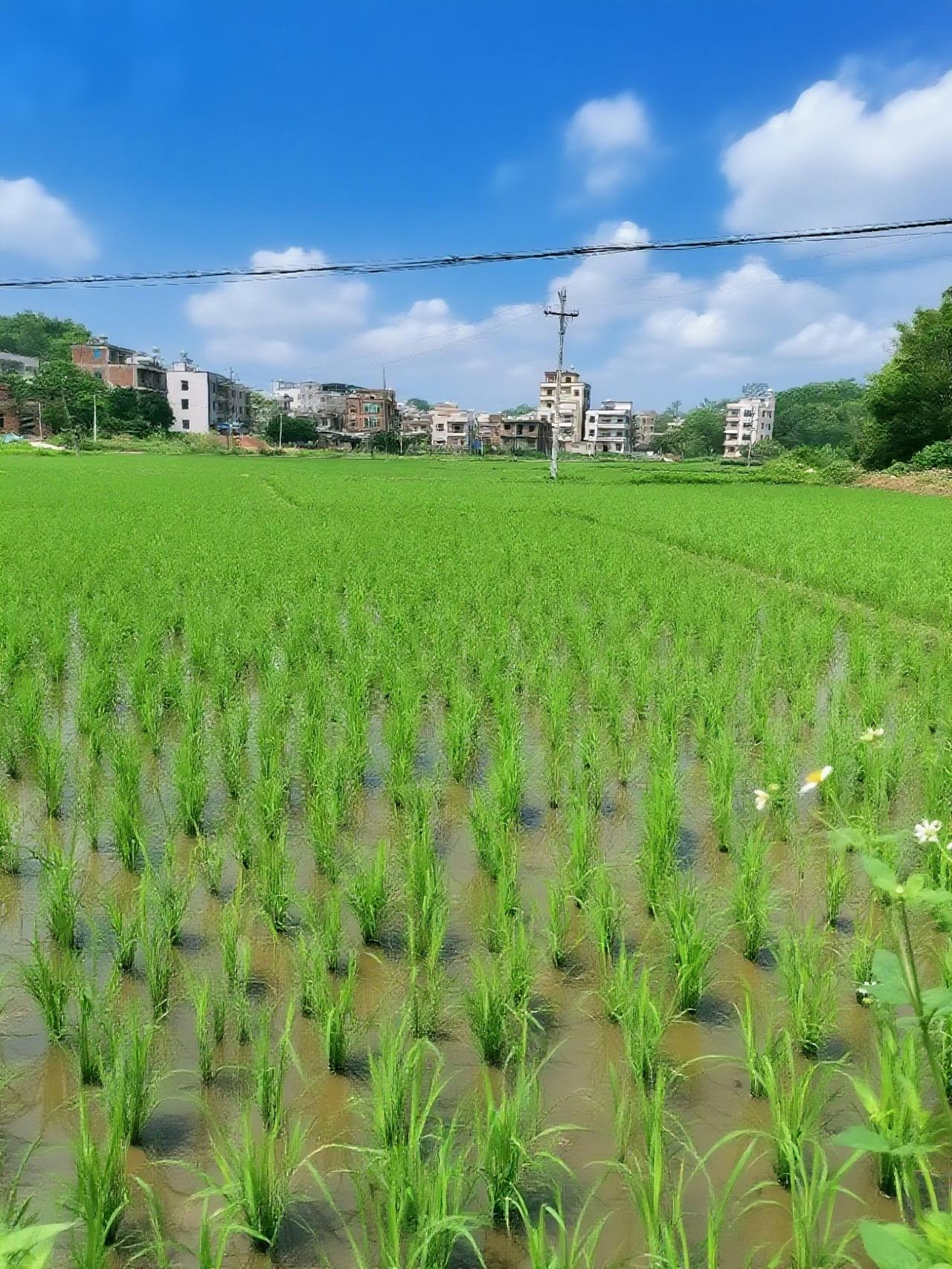 春秧列列，浅水映新绿。扎根方稳，方能承风雨——根基是生长的底气。您喜欢乡村日落美