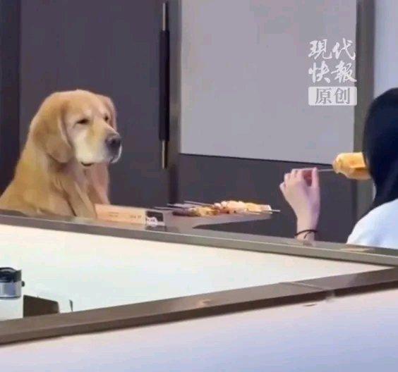 武汉这事儿真够闹心的。一女子带宠物狗去烧烤店吃饭，狗狗口水直流的视频在网上引发关