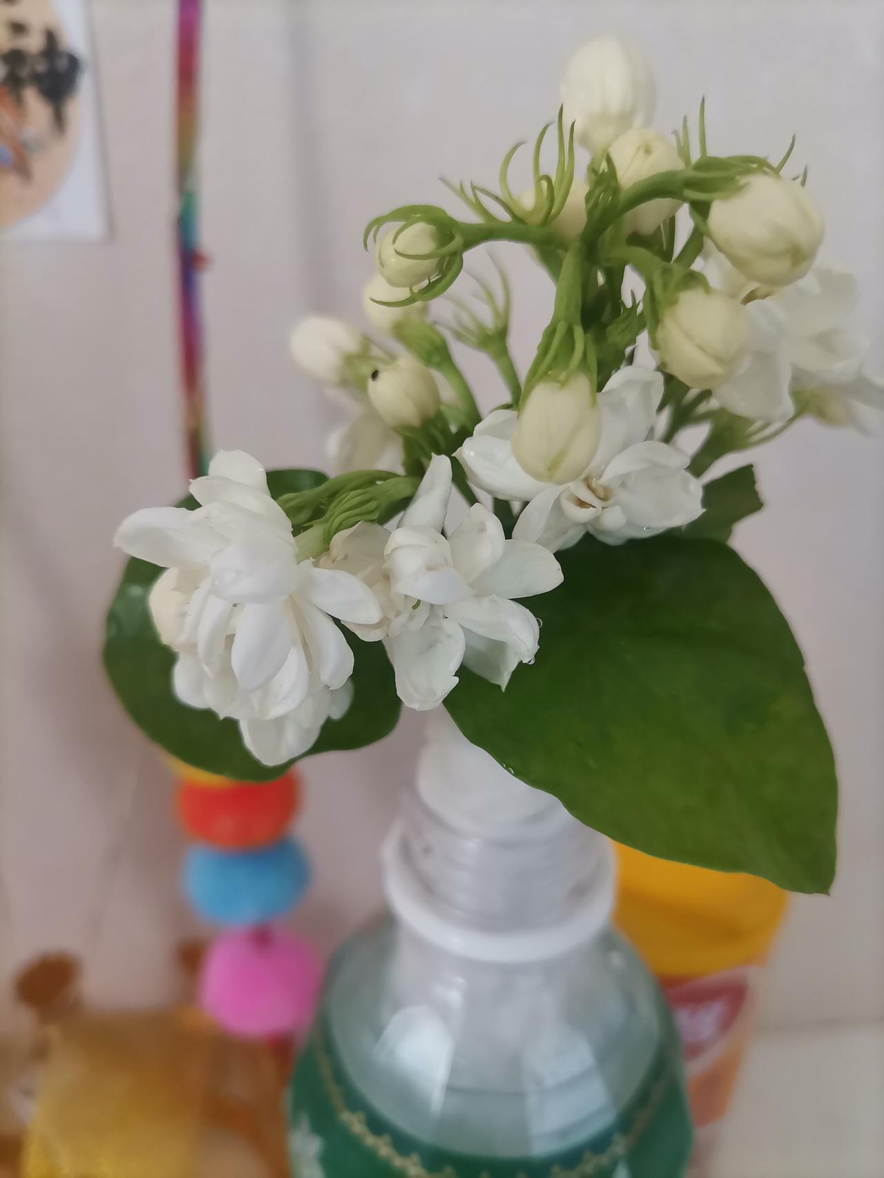夏日炎炎，茉莉花香。[爱慕][爱慕][爱慕]
夏日炎炎，走在街上，热气像小怪兽一