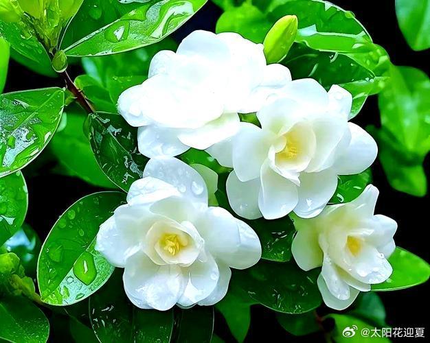 雨后茉莉凝清露，暗香漫入盛夏风～寻美河南