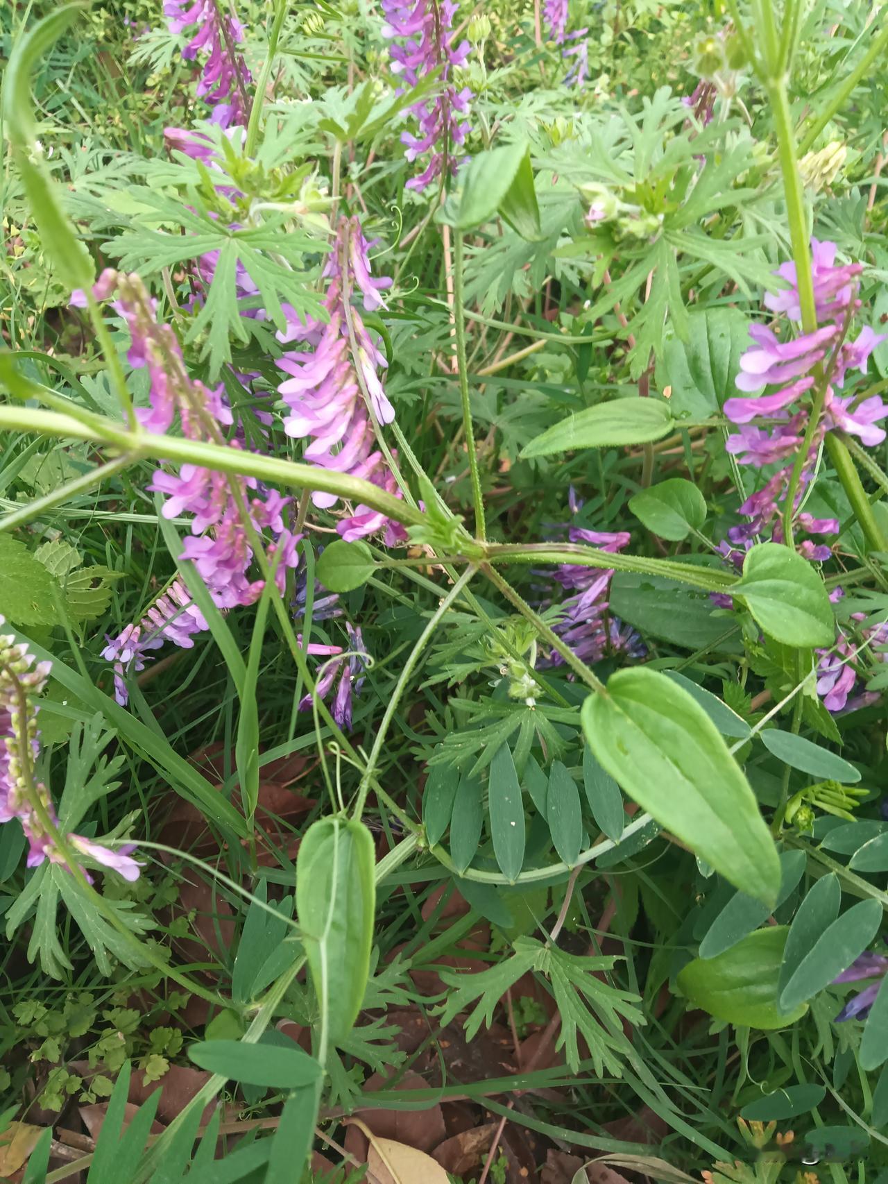 六淫与六气的差异何在？
“风”“寒”“暑”“湿”“燥”“火”，在正常情形下称作六