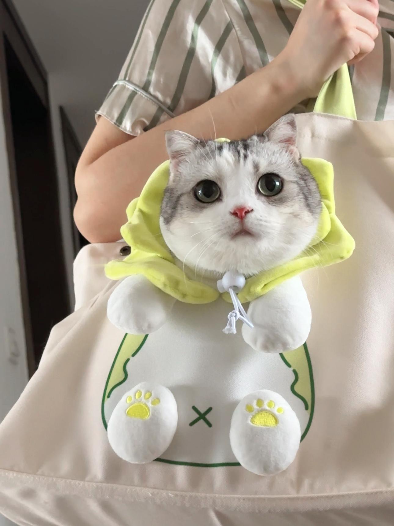 菜猫！#宠物奥斯卡# ​​​