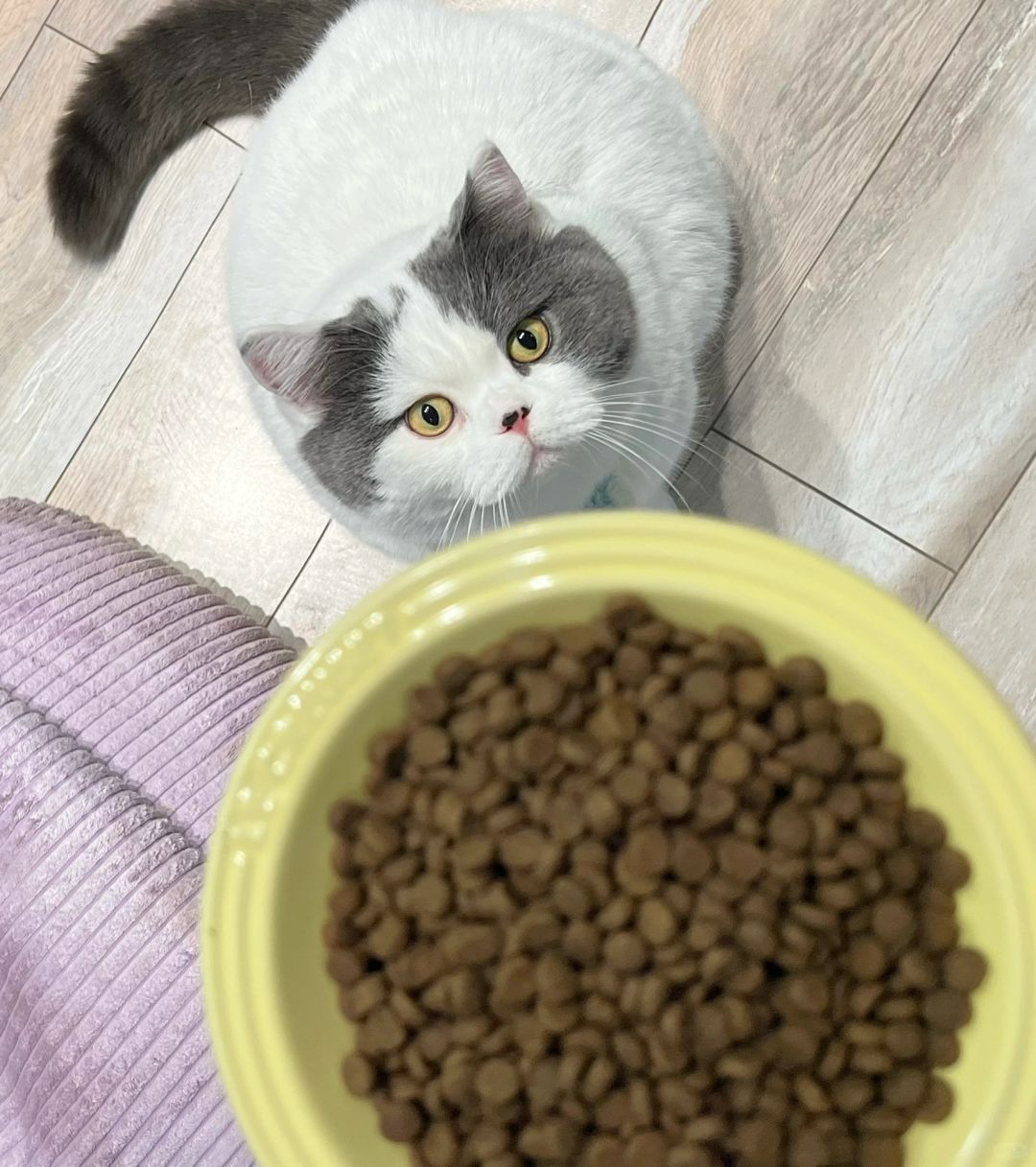 猫猫我想吃这口粮就像你们女人想买包一样