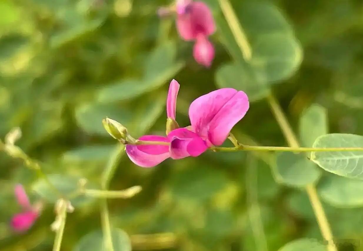 人工智能与机器人技术：引领生物多样性监测的智慧变革图源© Amphitrite 