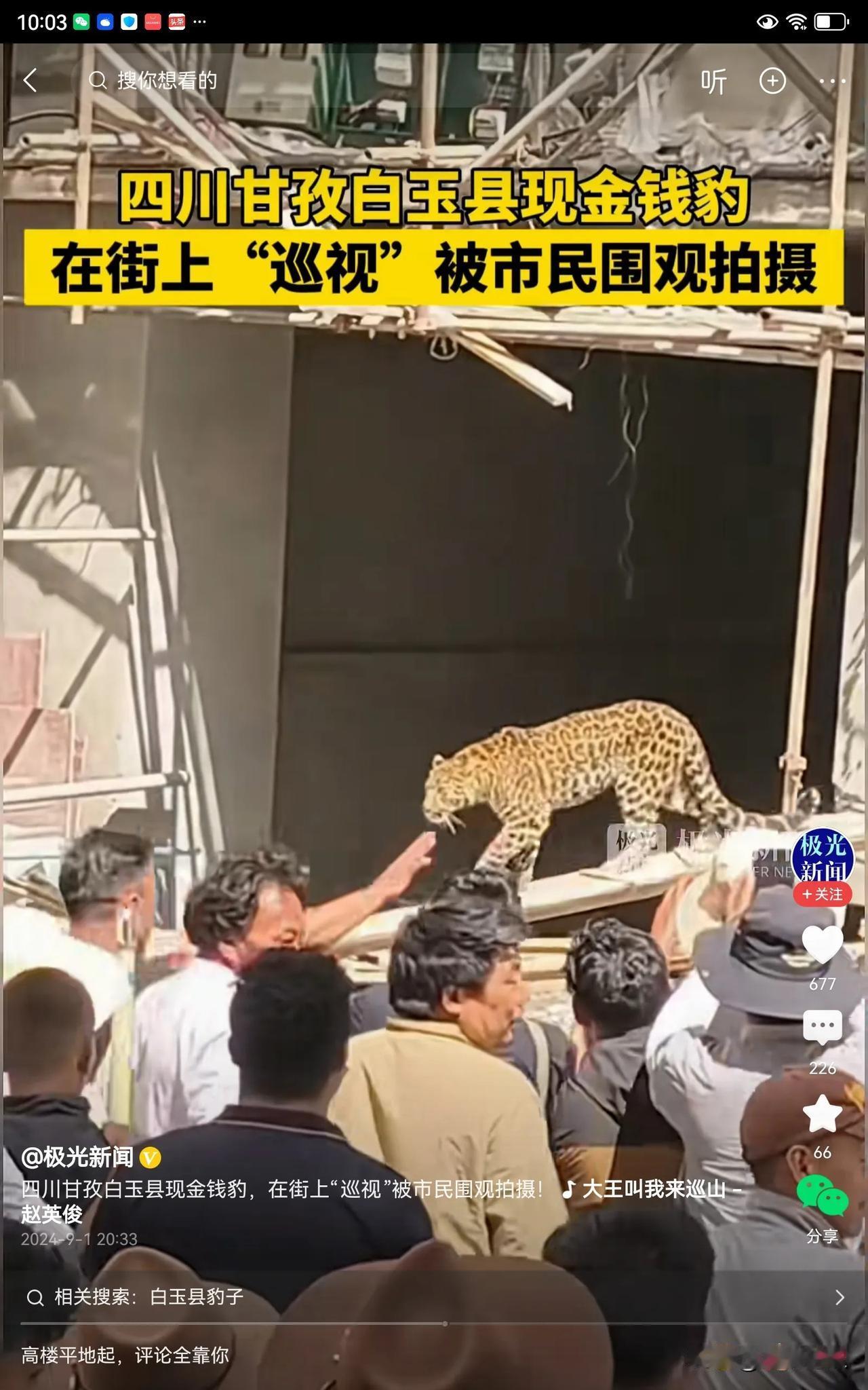 我们平时只有在动物园才能看到金钱豹，可最近四川甘孜平玉县大街上出现了一只金钱豹，