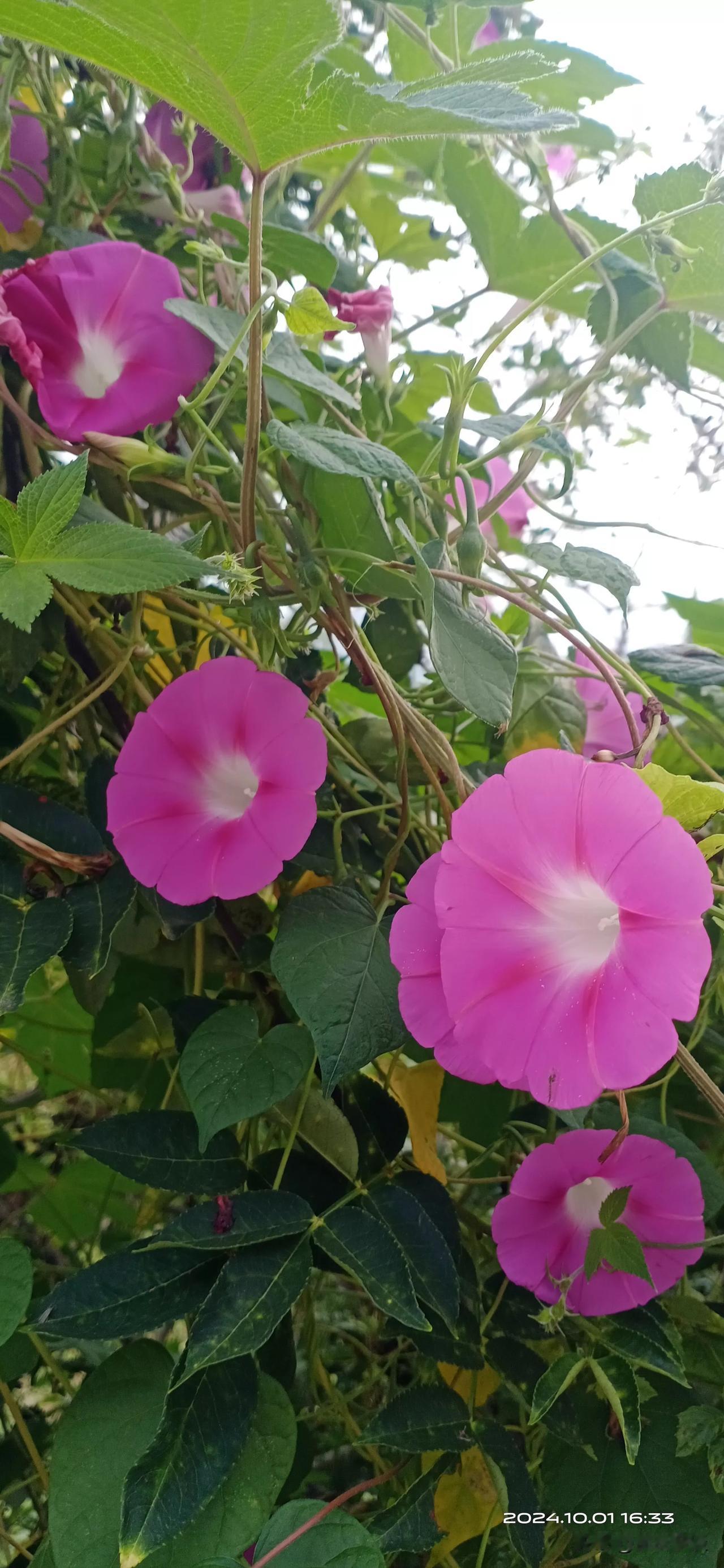 秋日的喇叭花
在农村，牵牛花常被人叫做喇叭花。以前，一到夏天，房前屋后到处都是喇