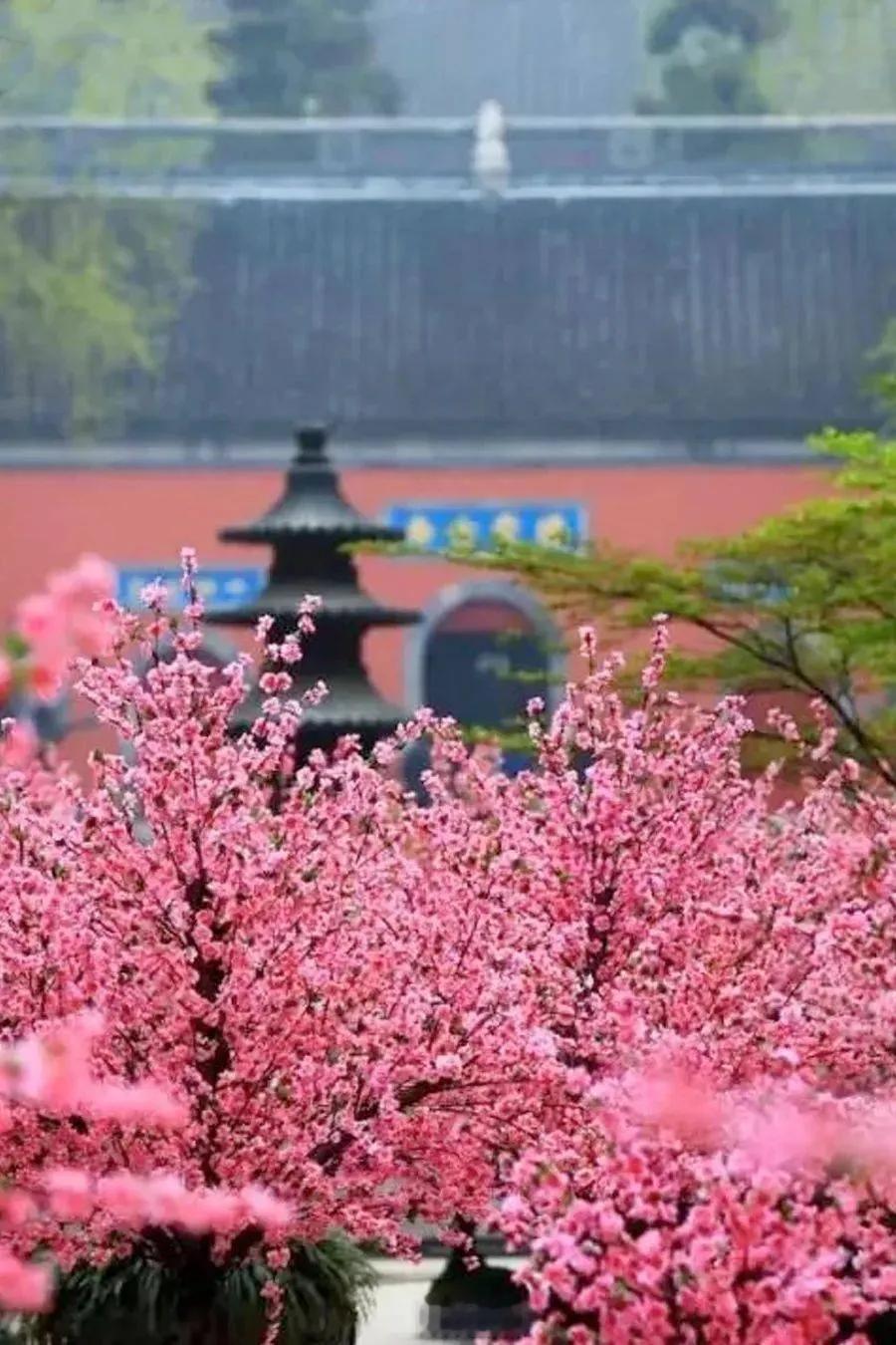 大林寺桃花
【唐】白居易  
人间四月芳菲尽，山寺桃花始盛开。
长恨春归无觅处，