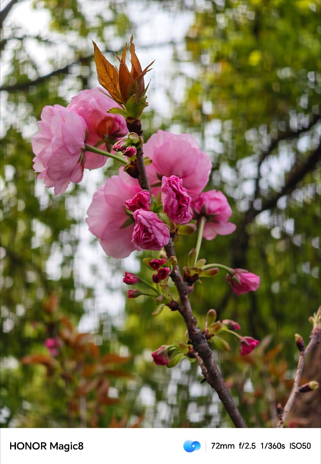 你那里樱花开了吗？每天早起打卡