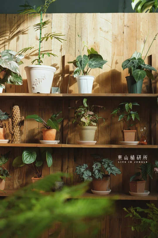 有被阳光下的植物治愈到🍃