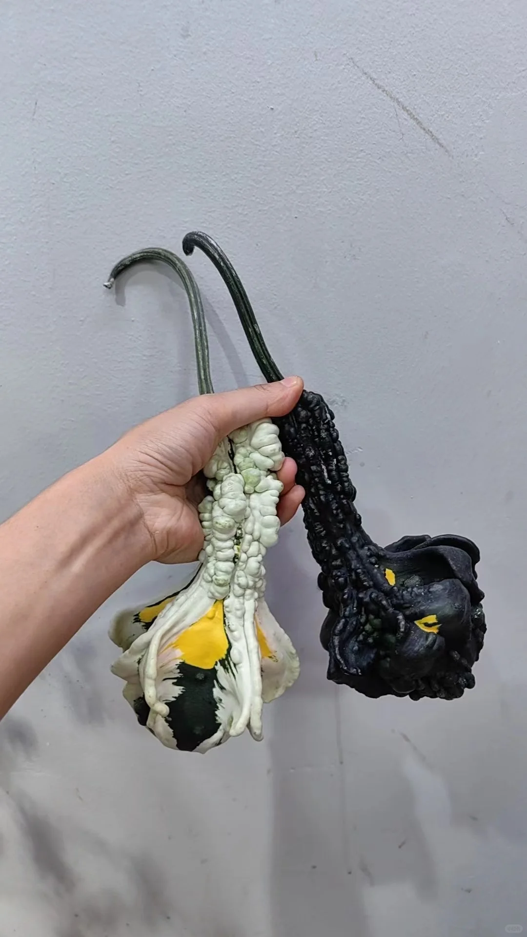 奇奇怪怪就可爱