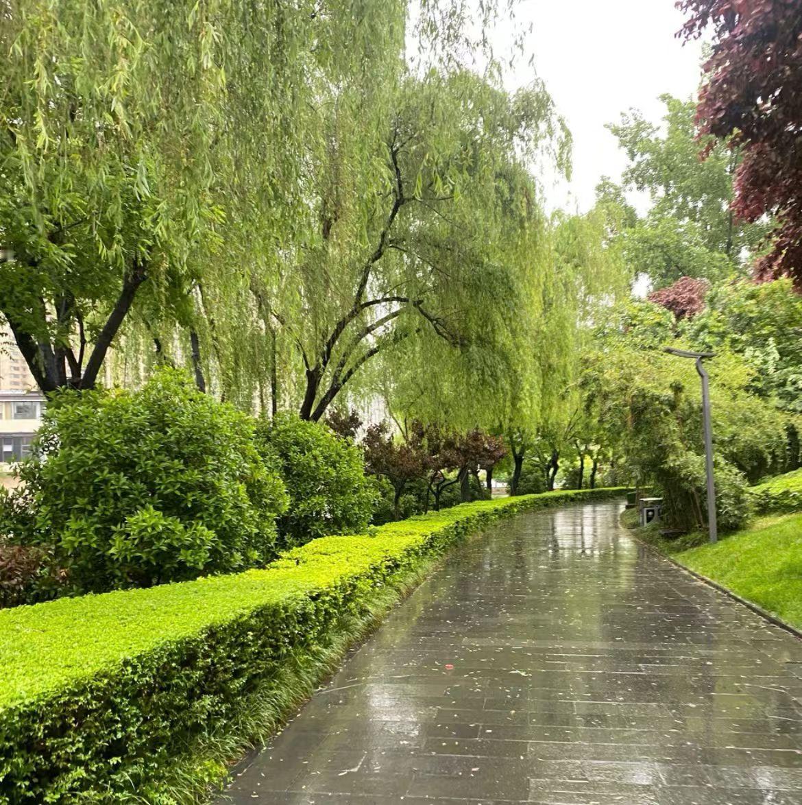 浣溪沙•晓雨抒怀

晓雨敲阶绕碧廊，碎珠侵陌洗尘黄。流云掩曙意彷徨。
风拂疏帘烦