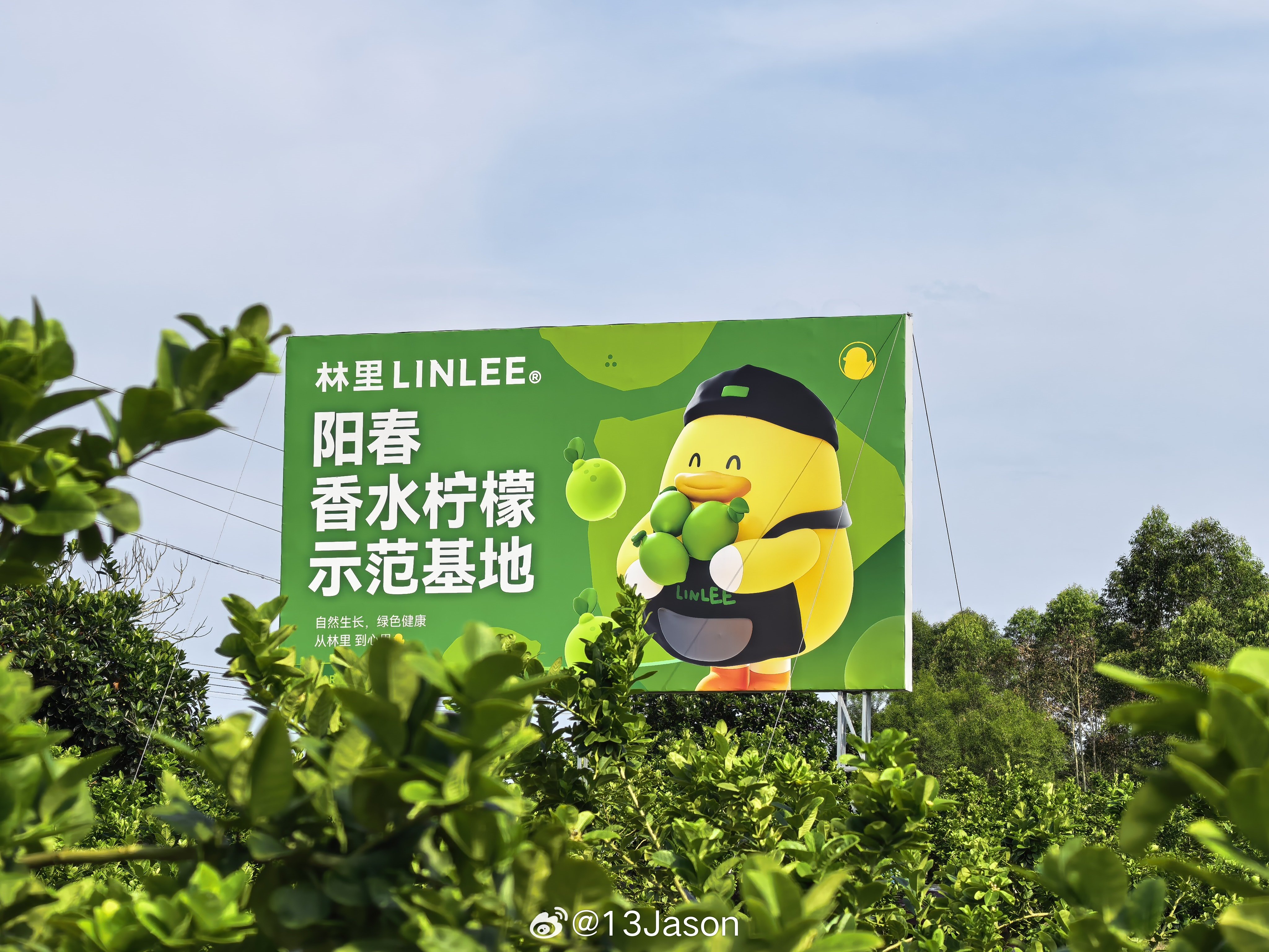香水柠檬真的巨香，现切现制现喝，超清爽。 阳春