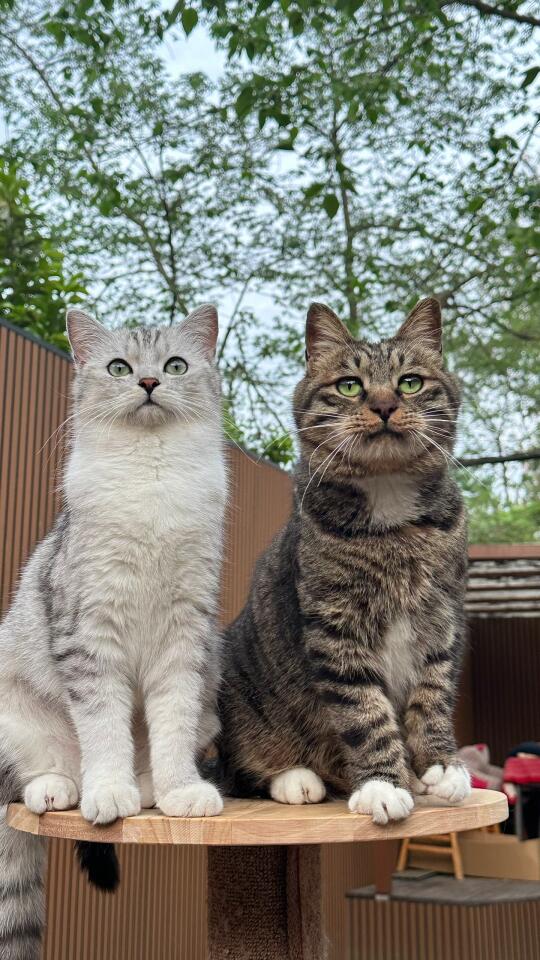 又要带着五十多只猫搬家了🥹 倒计时···