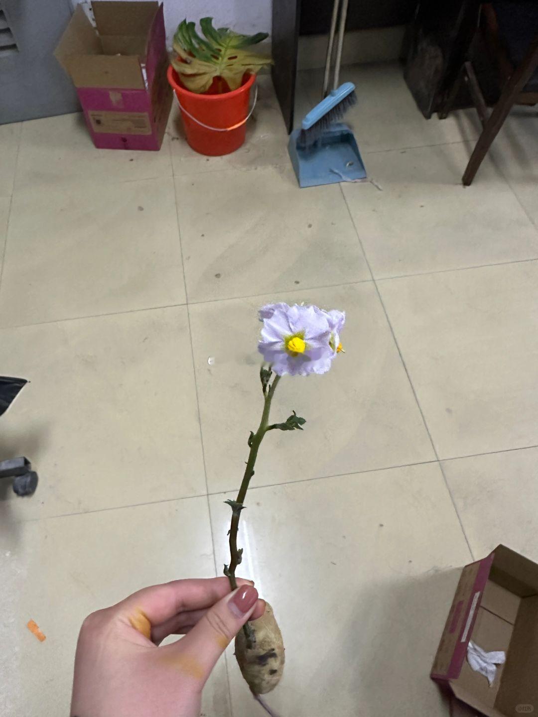 #这土豆花非送不可吗# 你还真别说，这土豆开花还真的挺好看的，紫色的小花朵还挺别