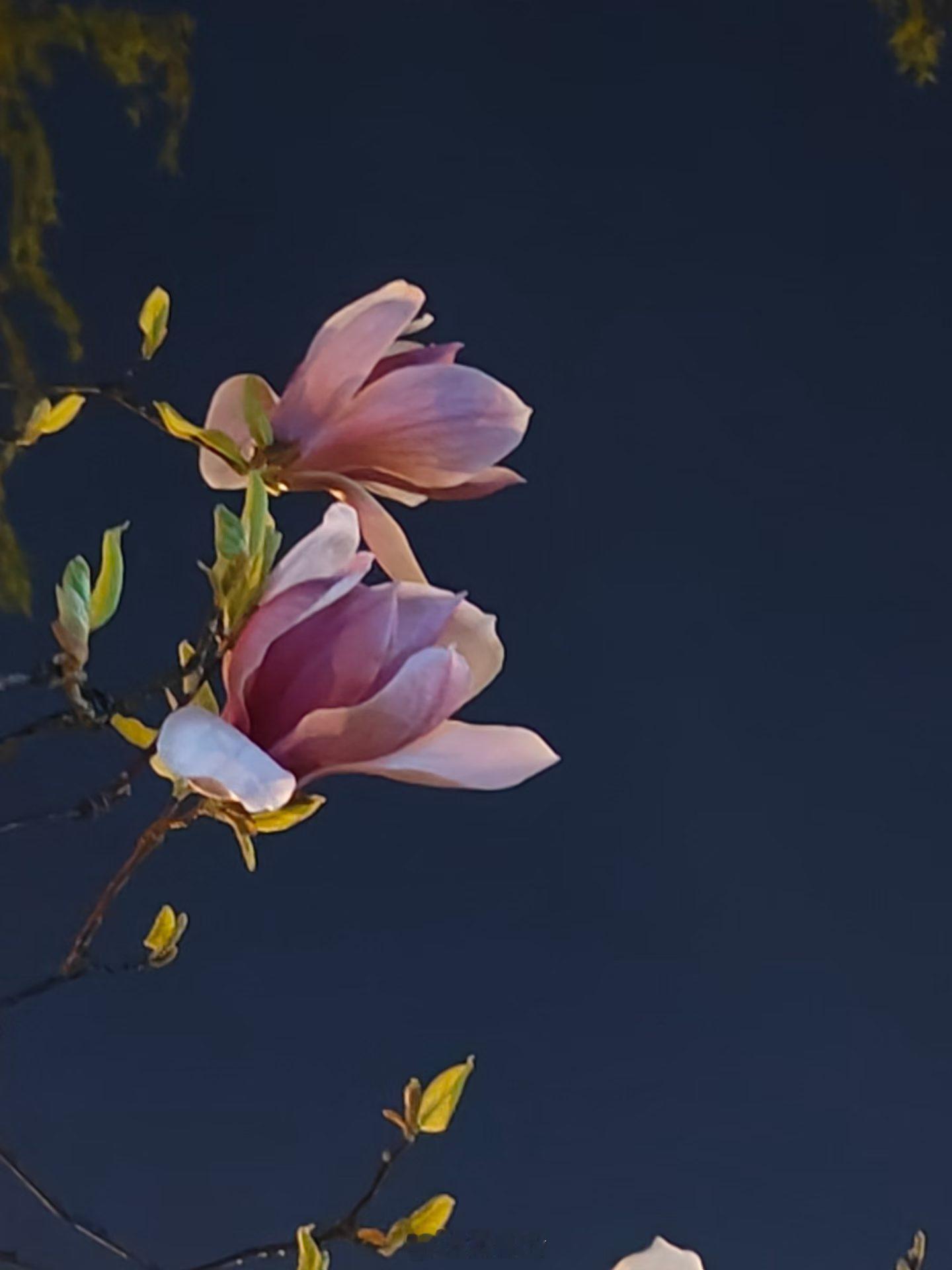 高考生物梦想开花 西安·华严寺