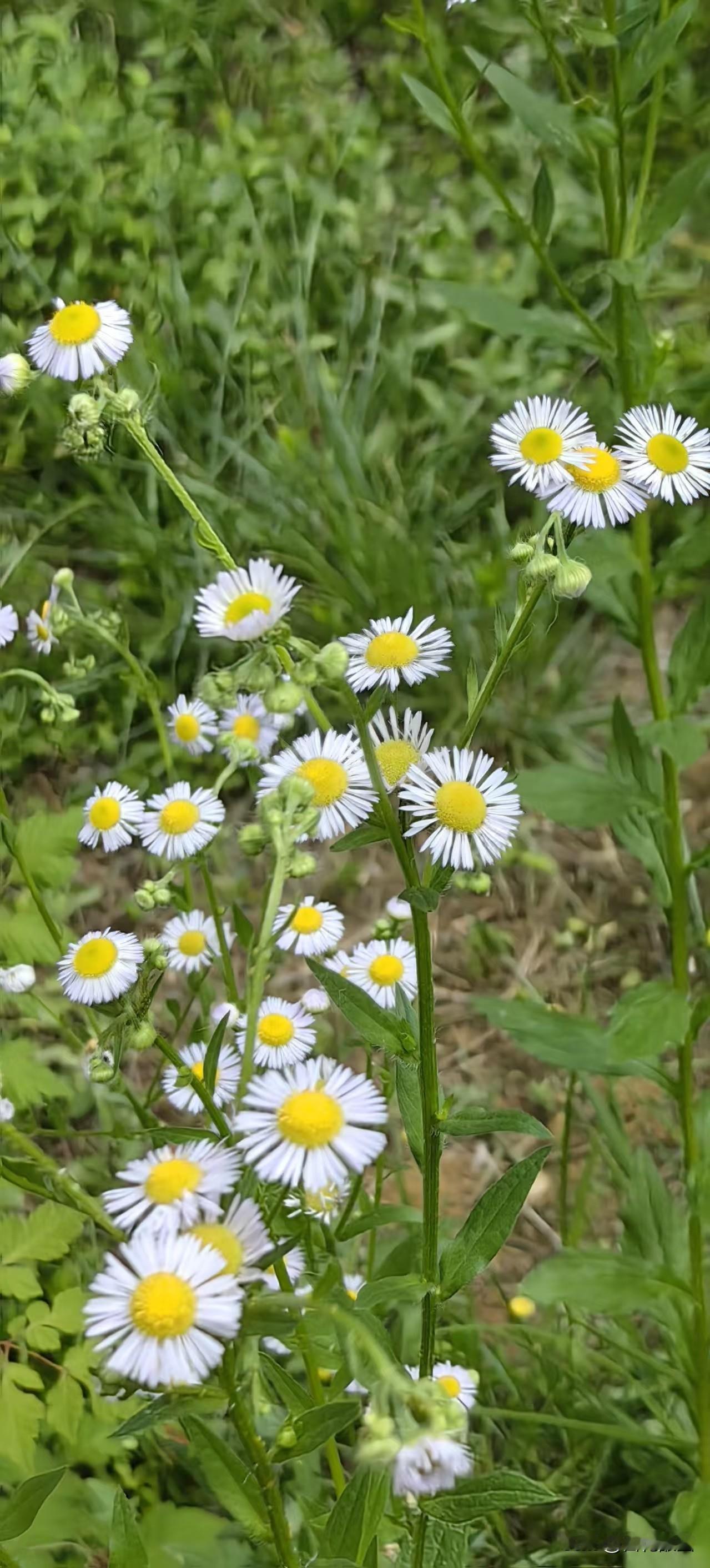 一年蓬，是路边、田野、公园里随处可见的菊科飞蓬属一年（或二年）生草本植物。
 