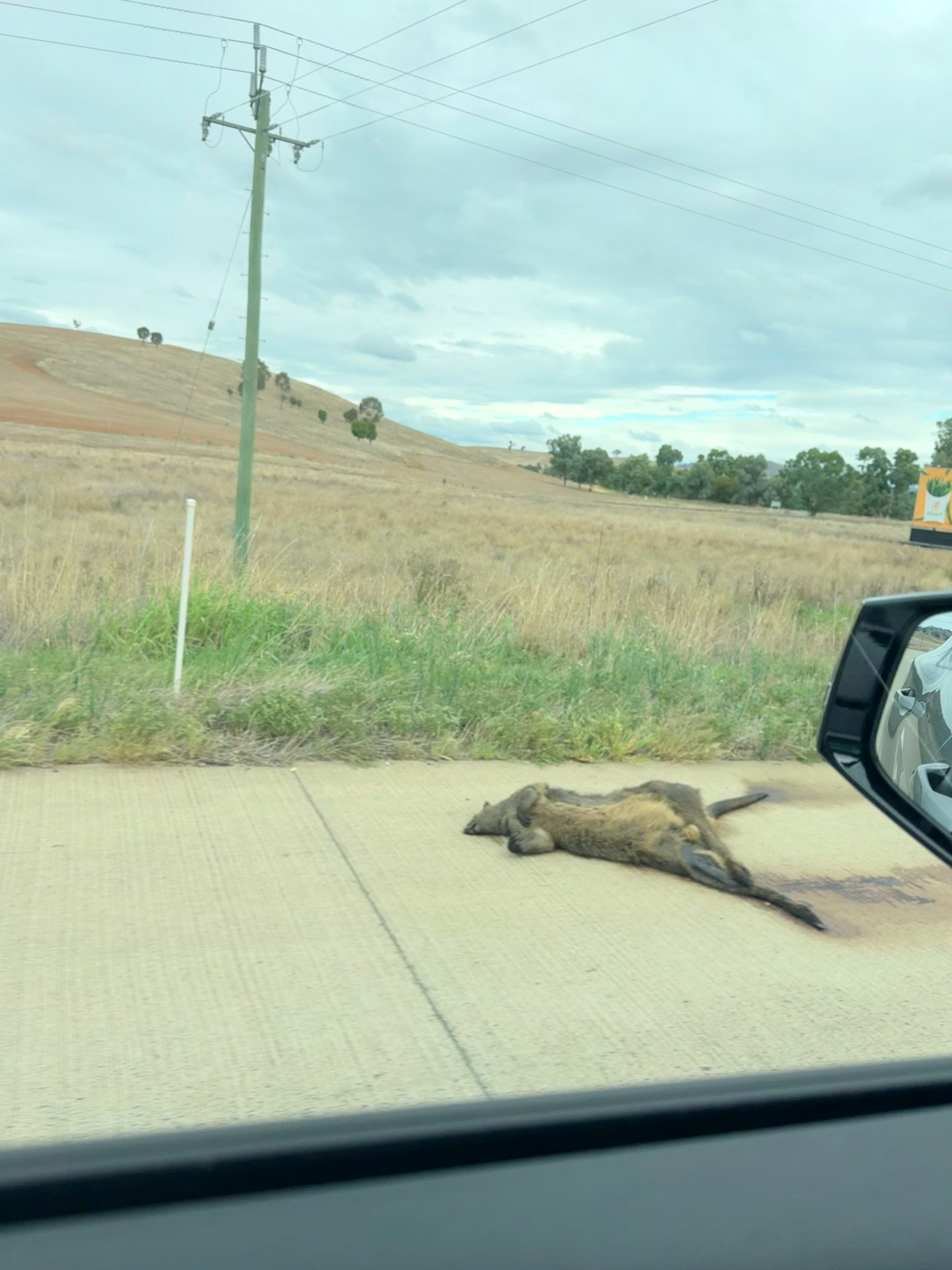 这次我们在澳大利亚是自驾在路上随处看见野生袋鼠的尸体