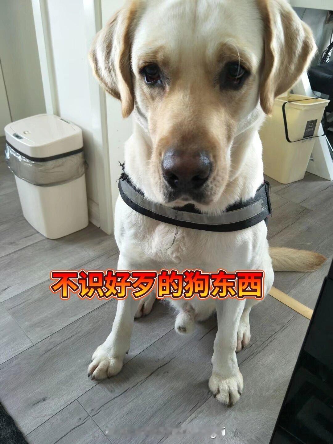 我遇到过通人性的动物，印象最深的是邻居家的狗。有一回邻居阿姨生病卧床，那狗就一直