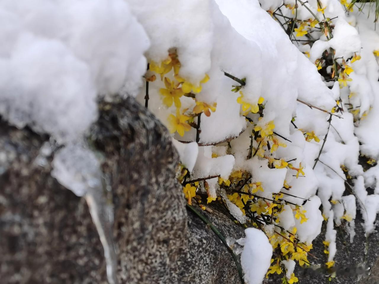 无影山校区的迎春花
       3月2日0时至20时，济南市区暴雪，降水量4.