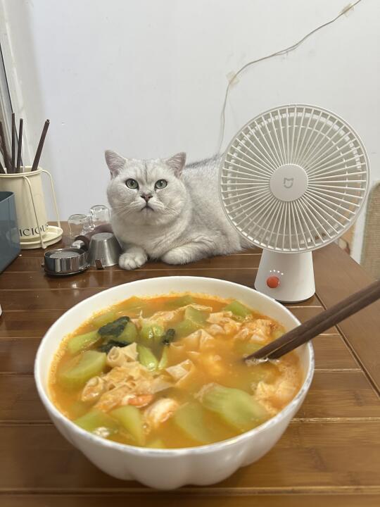 猫知道主人怀孕吗