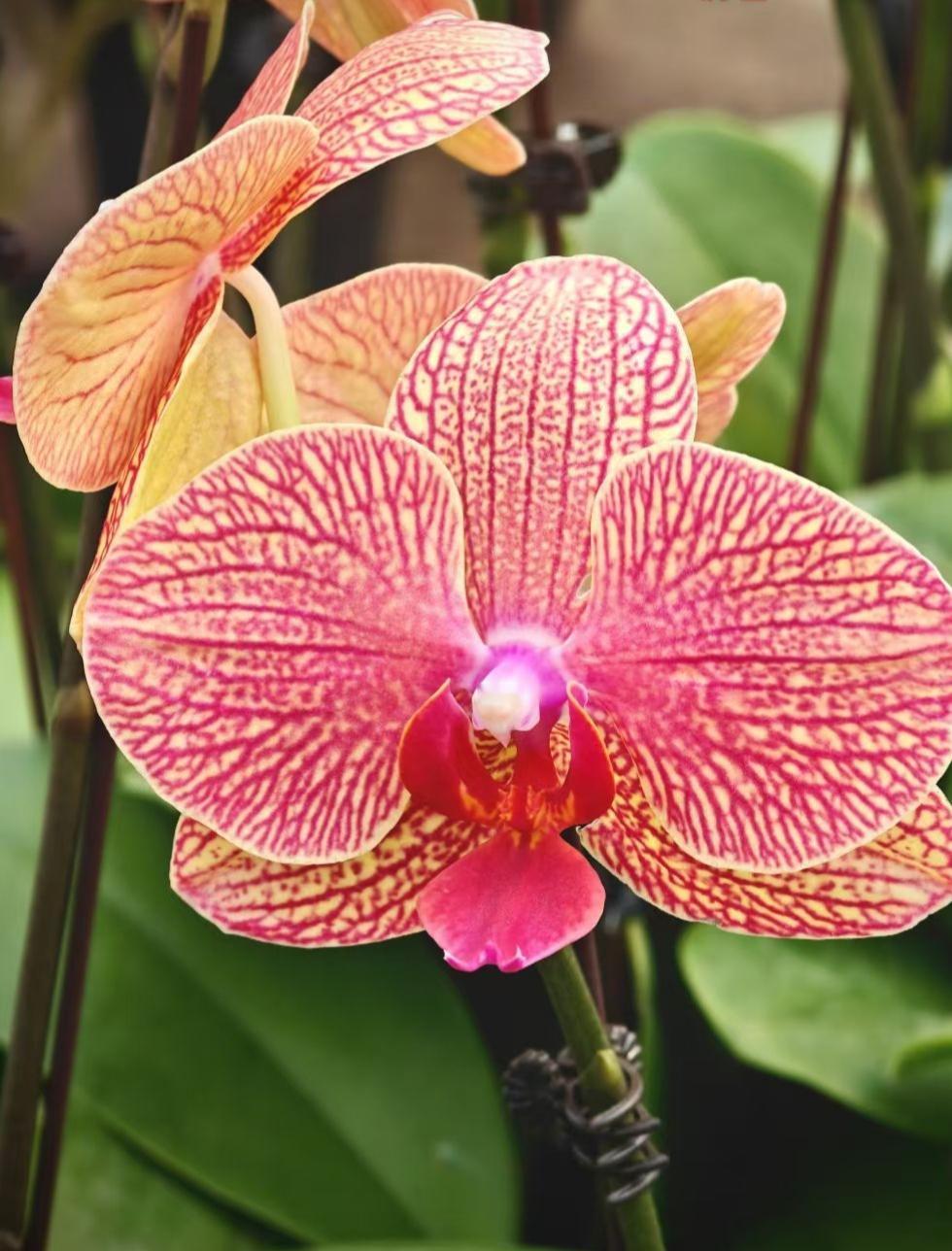 晒图笔记大赛蝴蝶兰把粉色的热烈与脉络里的温柔，都织进花瓣的褶皱，像从阳光里裁下的