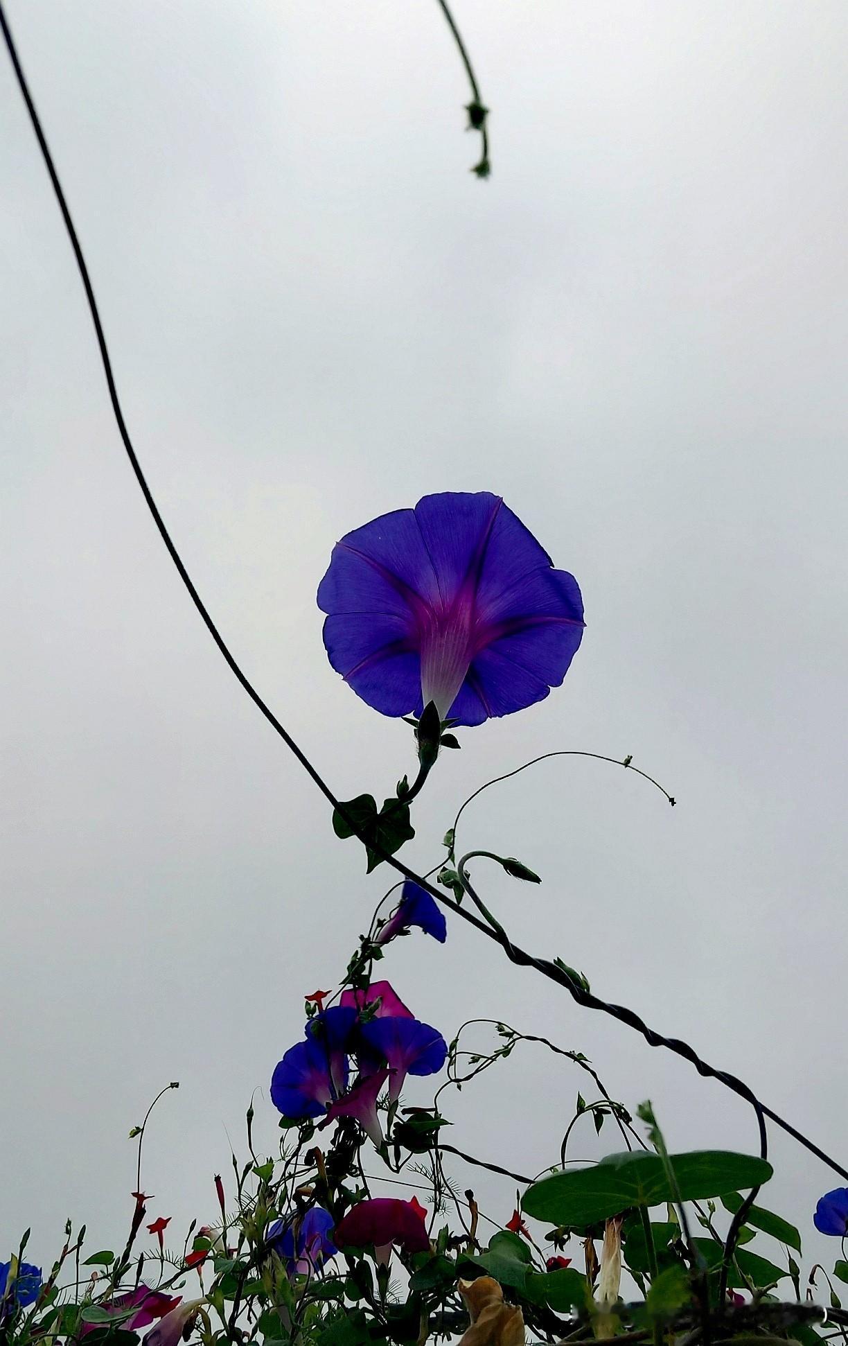 牵牛花的美照怎么拍