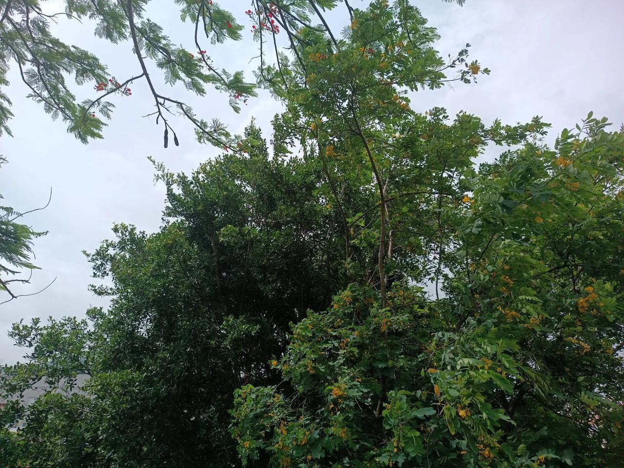 随手拍的美景
微微夏风
不热，十分舒适
朋友，下午好
[送自己一朵花][送自己一