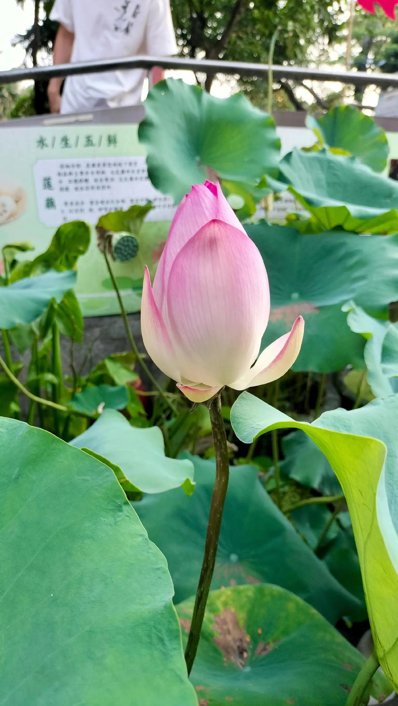 荔湾湖的荷花，开得正盛🌿。荔湾湖公园的荷花正处在盛花期，虽然天气热得让人冒汗，