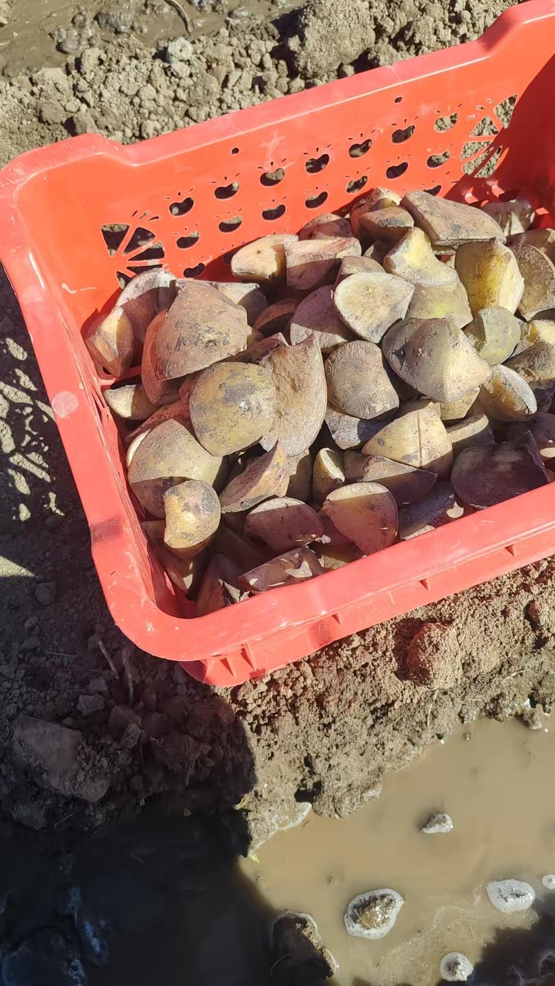 每天的日常生活分享天暖和了，自己种点土豆[大笑]